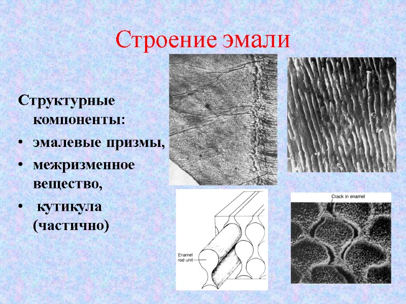 Строение эмали   Структурные компоненты:  эмалевые призмы,   межризменное вещество, 